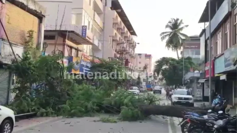 Tree Collapse Near Gopi Circle Shimoga