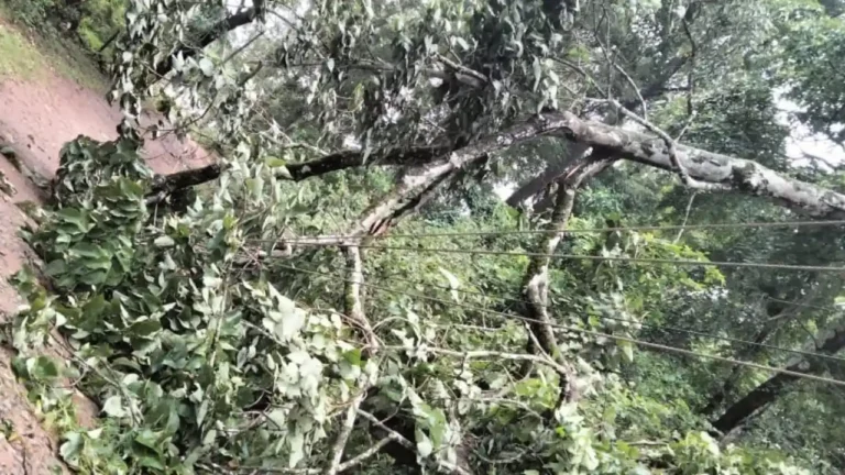 Tree Falls on College Student in Ripponpete