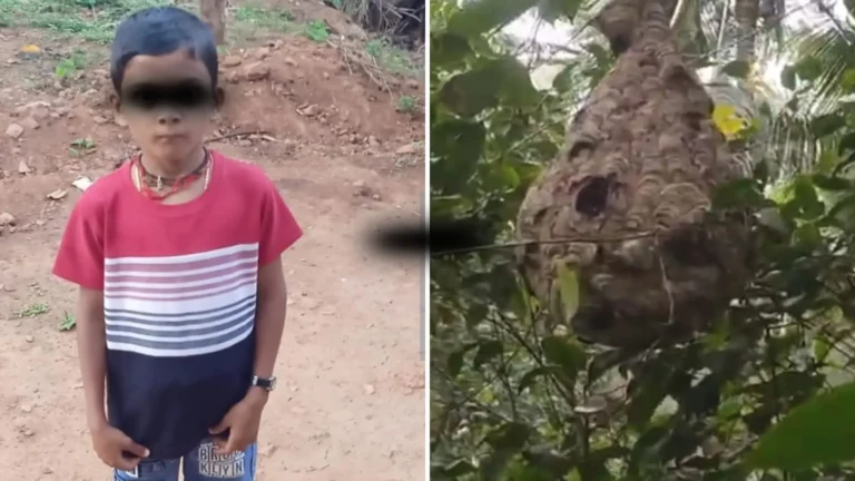 8-Year-Old Boy Dies After Wasp Attack in Sagara, Shivamogga