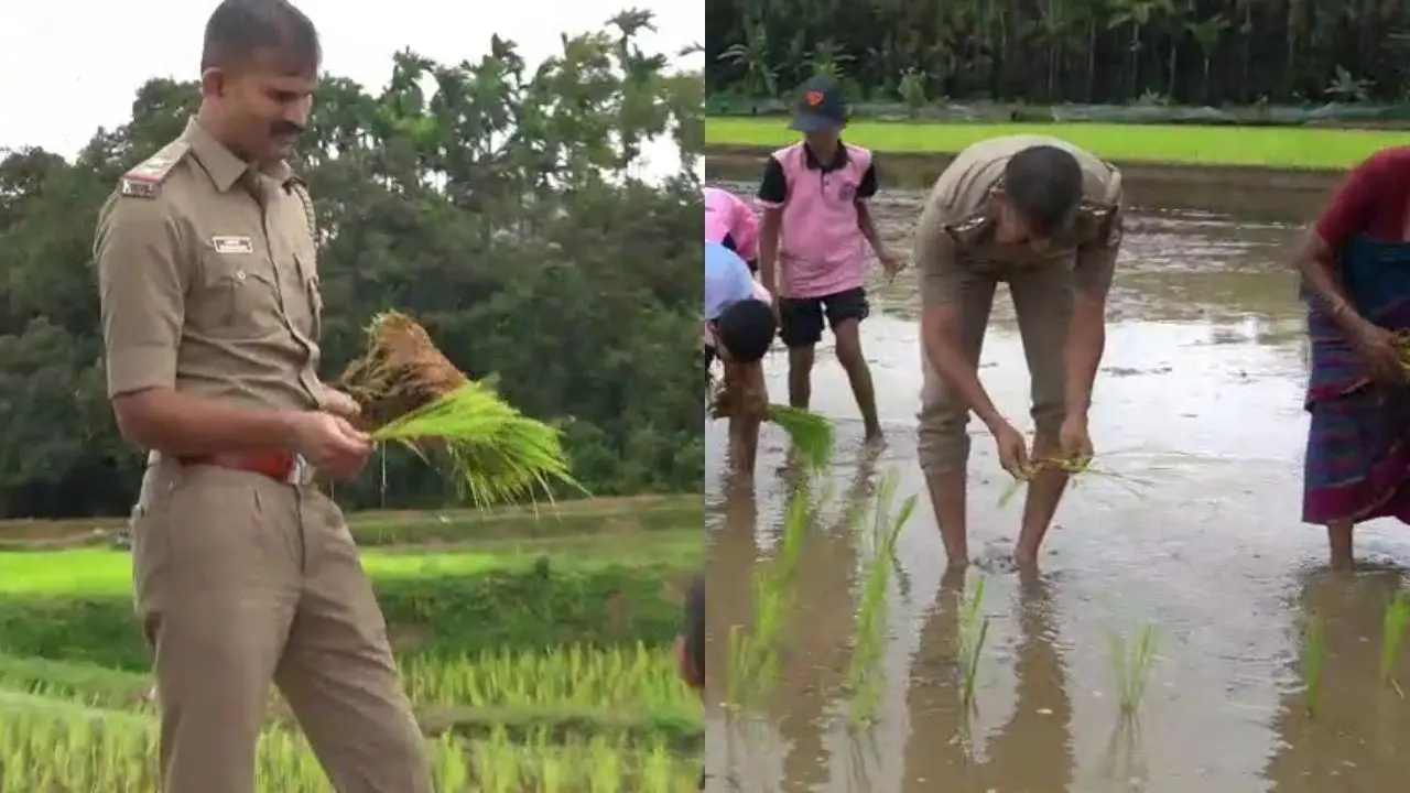 Agumbe PSI Plants Paddy with School Students