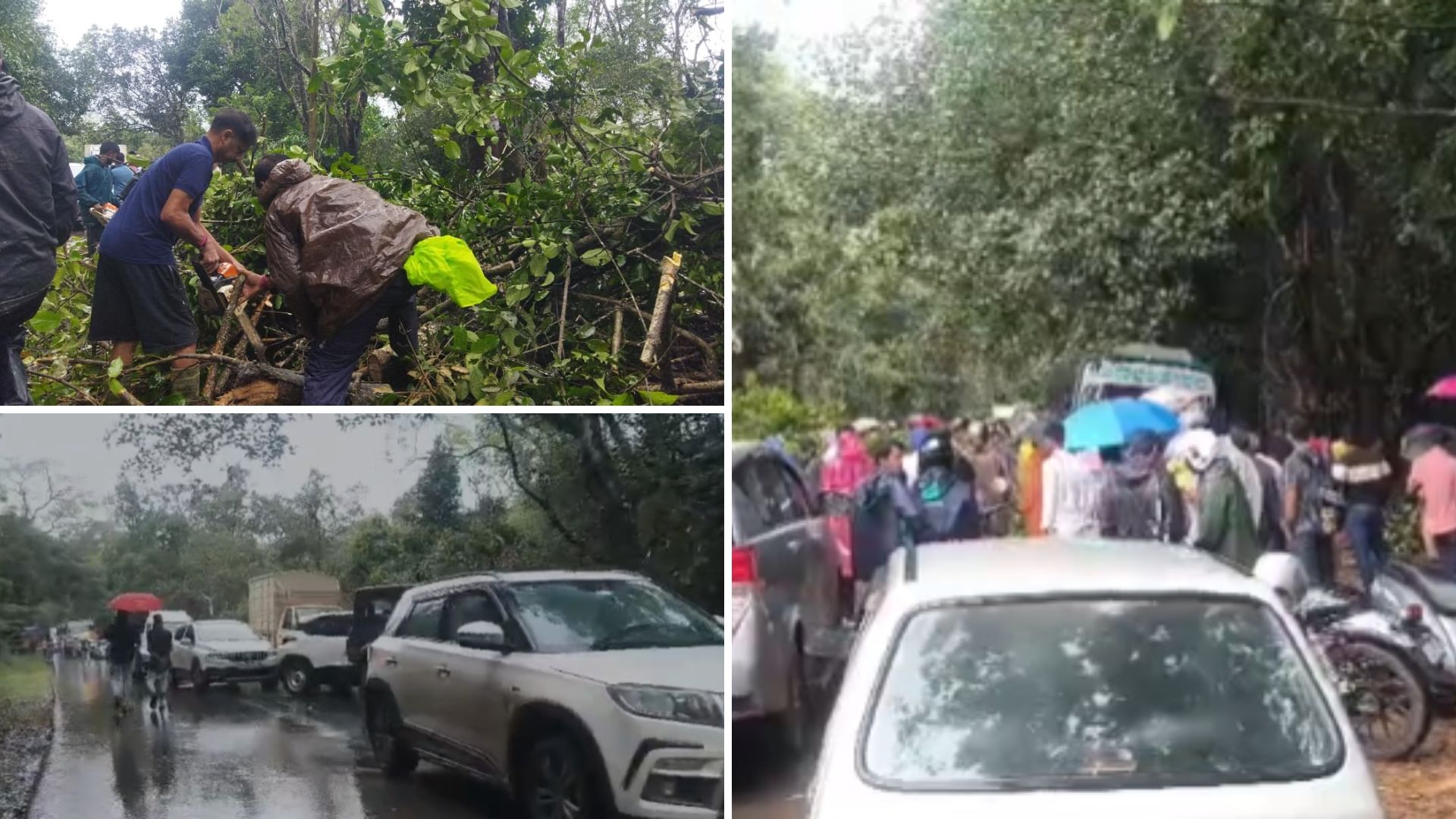 Huge Tree Falls on NH 169A Near Thirthahalli: Traffic Jam for Over an Hour