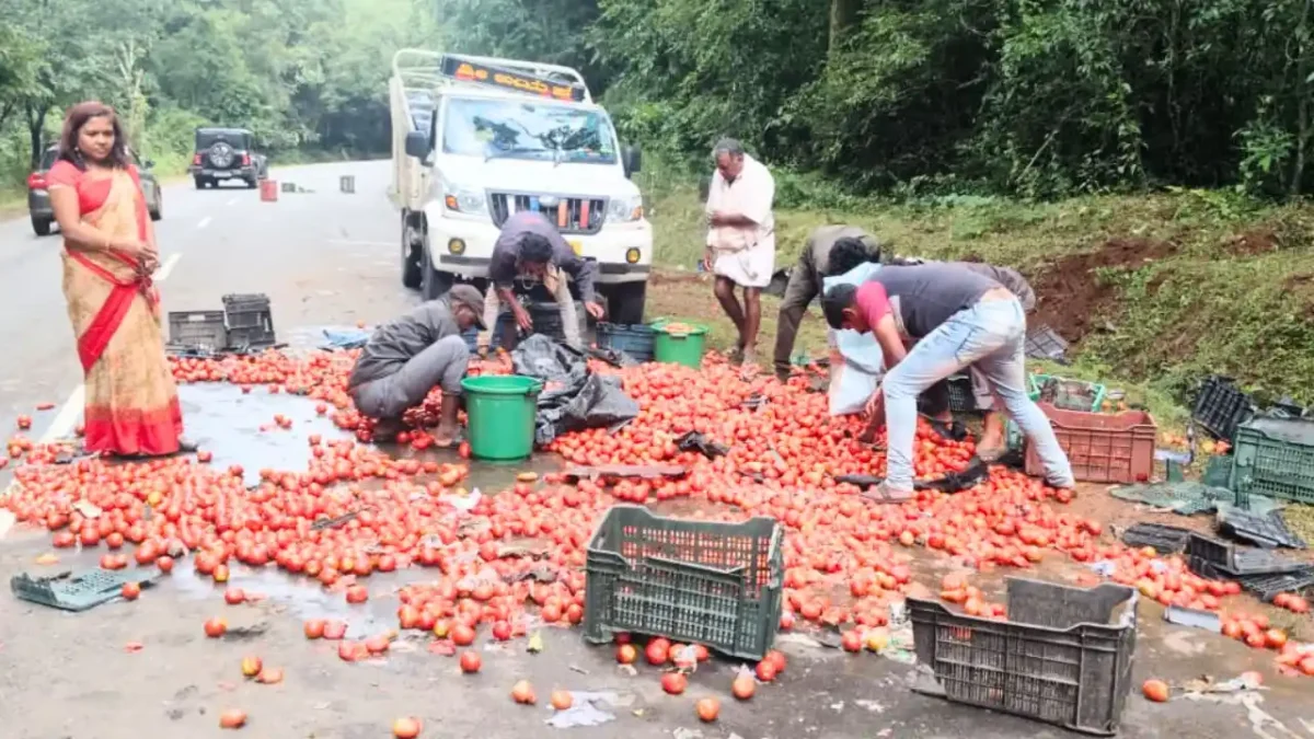 Pickup Carrying Tomatoes Overturns Near Sagara