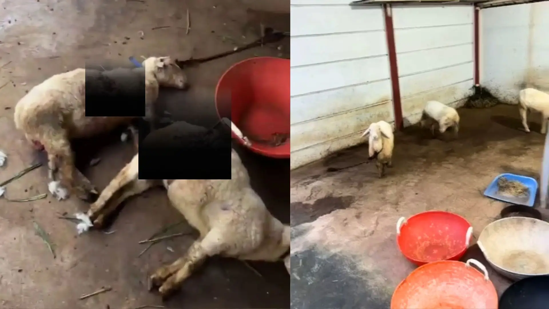 Sagara Dog Attack 6 Sheep Killed