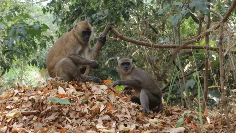 Unnatural Monkey Deaths Continue in Nittur, KFD Fear Grips Villagers