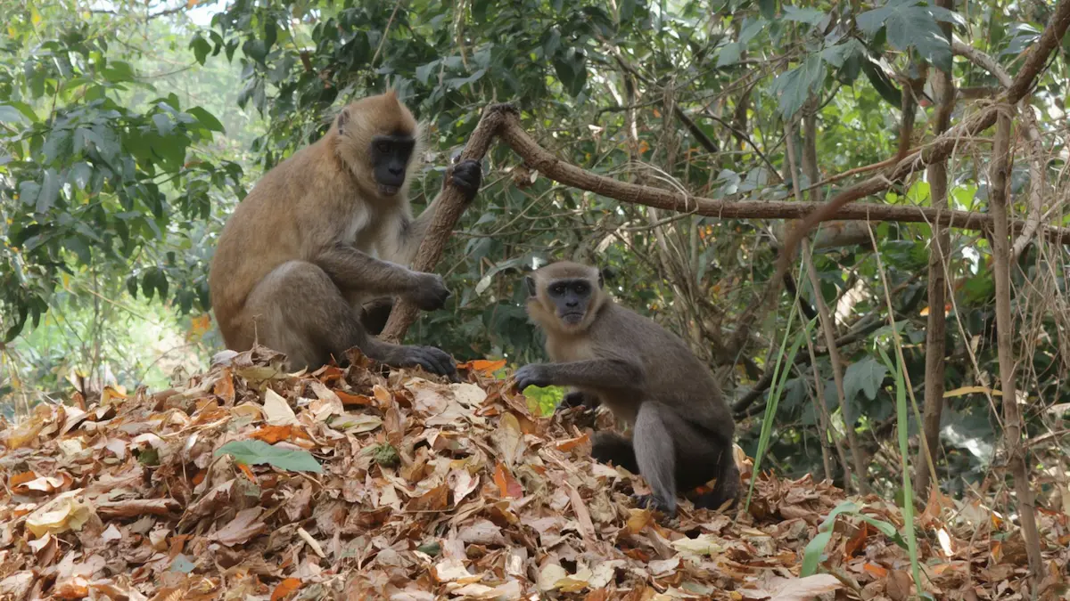 Unnatural Monkey Deaths Continue in Nittur, KFD Fear Grips Villagers