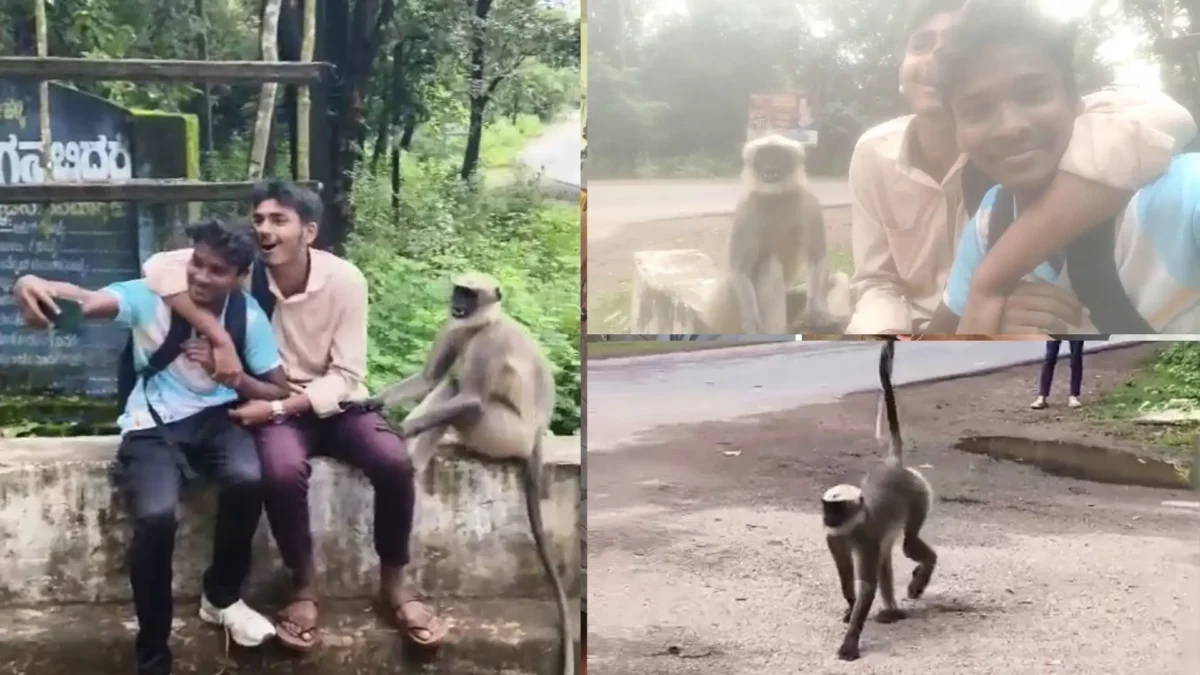 Viral Video Langur Poses for Selfie in Shivamogga