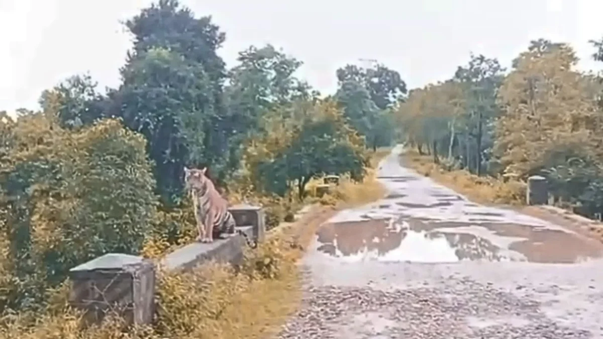 haladi tiger video viral fact check fact