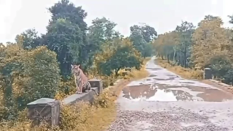haladi tiger video viral fact check fact
