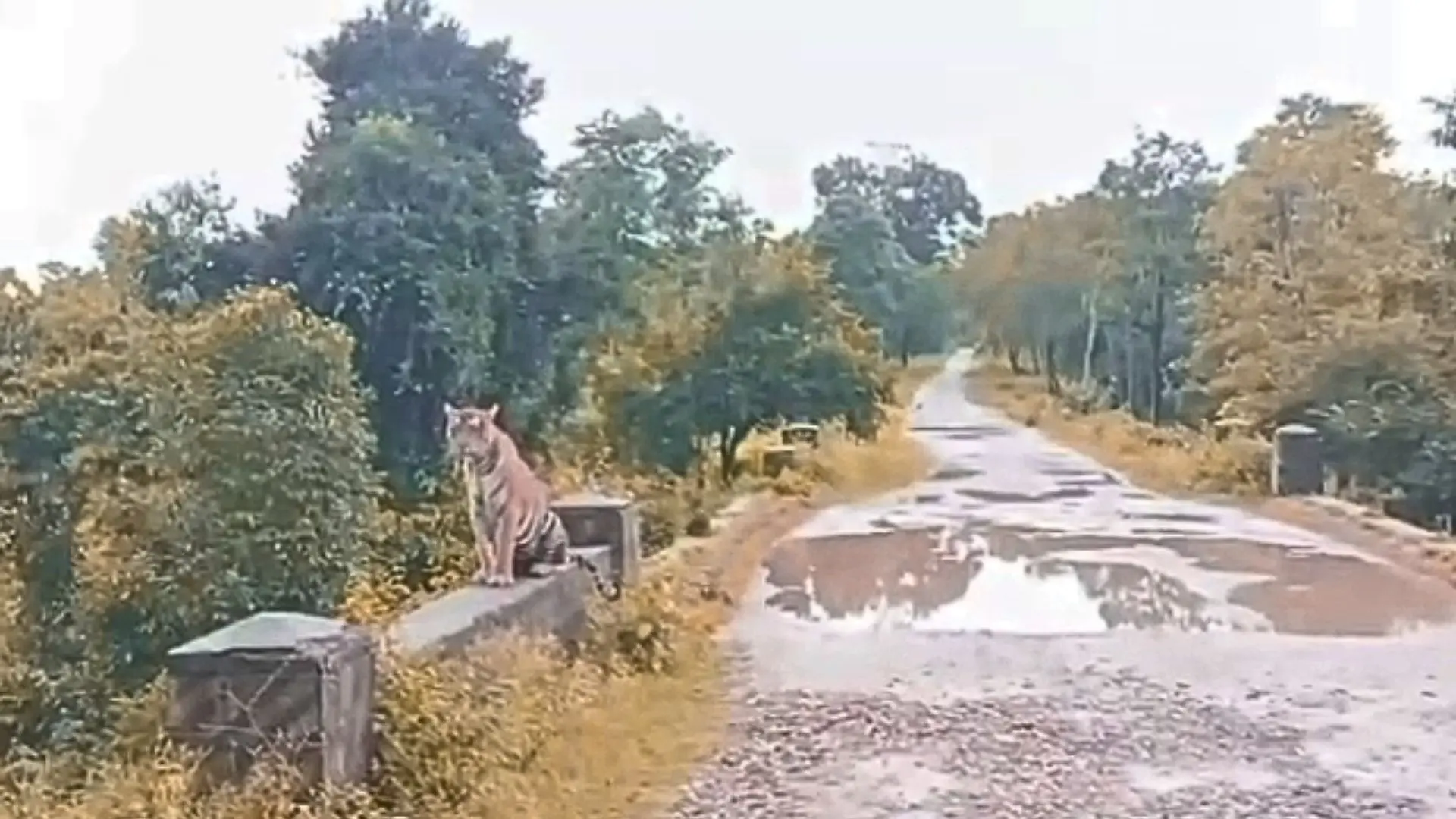 haladi tiger video viral fact check fact