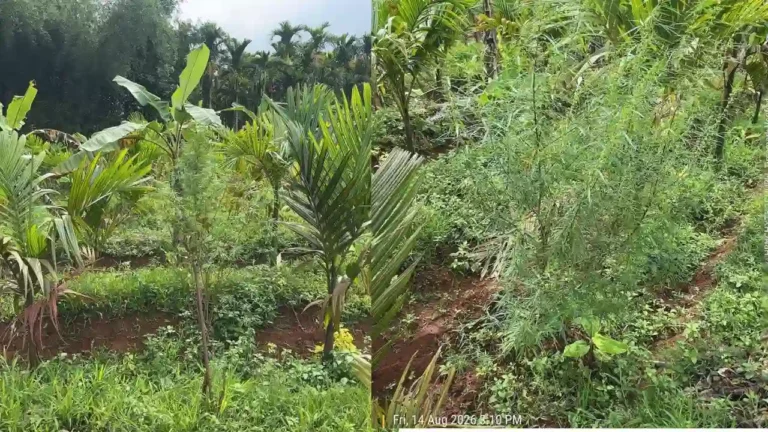 Anandapura Police Seize Cannabis Worth 2.10 Lakh