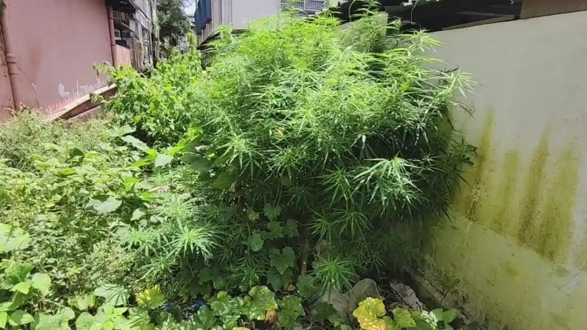 Cannabis Plant Found Near Sagara DySP Office ಗಾಂಜಾ ಗಿಡ
