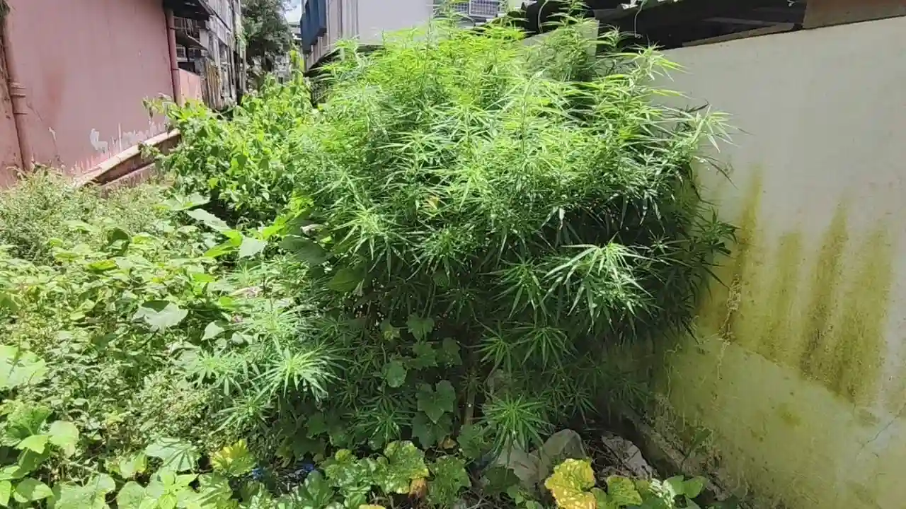 Cannabis Plant Found Near Sagara DySP Office ಗಾಂಜಾ ಗಿಡ