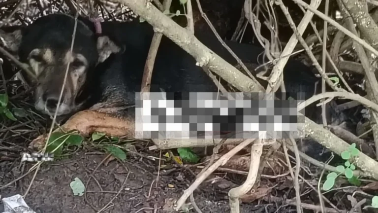Explosives Blast in House Toilet Kills Pet Dog in Hirechowty, Soraba; FIR Against Two