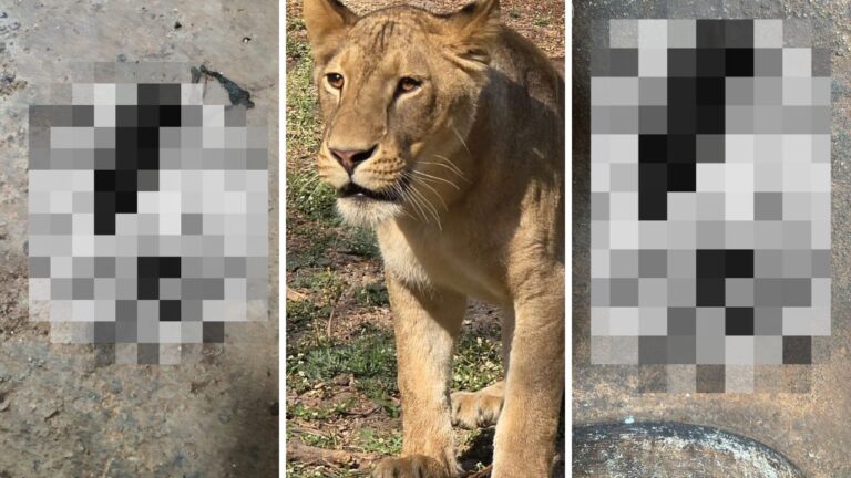 Four Lion Cubs Die at Tyavarekoppa Questions Over Pregnancy Detection, Den, CCTV and Hand-Rearing