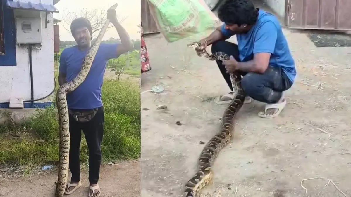 Shivamogga 7.5ft Python Rescued