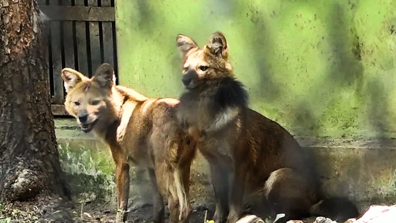 Shivamogga Zoo Welcomes 8 Wolves and 4 Gharials ತ್ಯಾವರೆಕೊಪ್ಪ ಮೃಗಾಲಯಕ್ಕೆ ತೋಳಗಳ ಎಂಟ್ರಿ