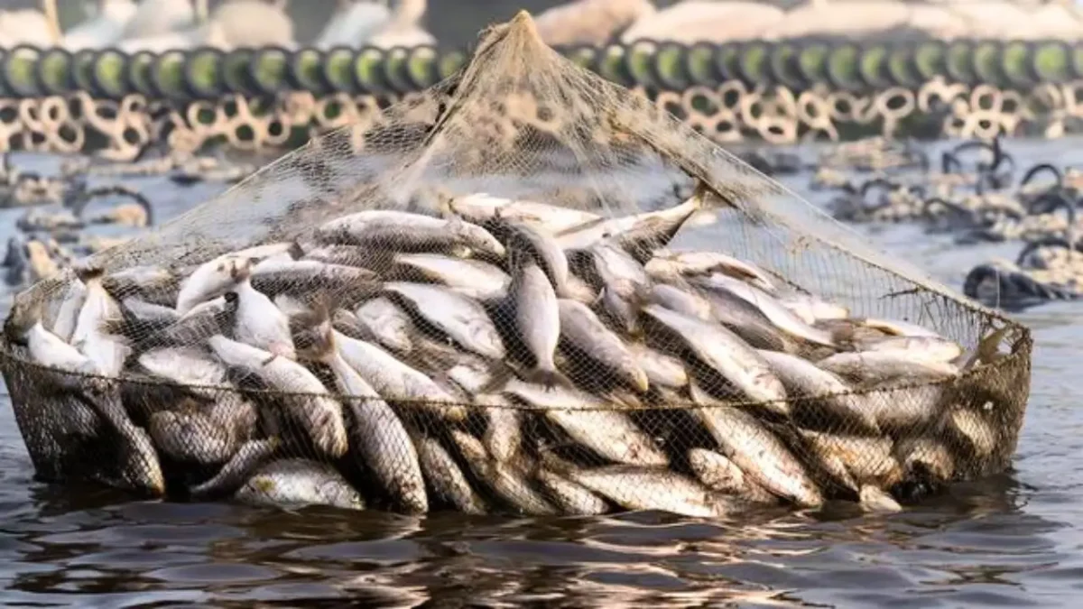 Free Fish Farming Training in Shivamogga ಸಾಂಧರ್ಬಿಕ ಚಿತ್ರ