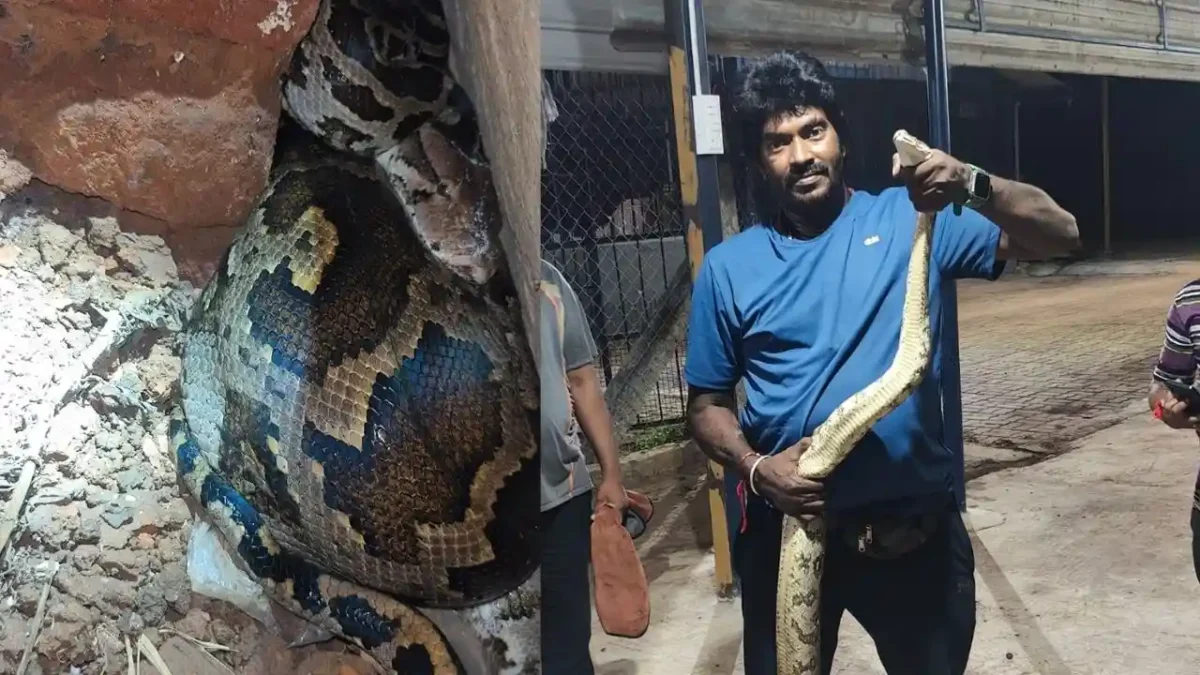 ಬೃಹತ್_ ಗಾತ್ರದ ಹೆಬ್ಬಾವು ರಕ್ಷಿಸಿದ ಸ್ನೇಕ್_ ಕಿರಣ್__