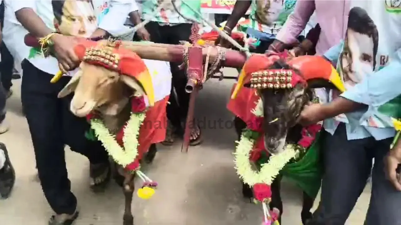 ಭಾರತ್_ ಜೋಡೋ 2.0 ಯಾತ್ರೆಯಲ್ಲಿಒ ಗಮನ ಸೆಳೆದ ಟಗರು ಗಾಡಿ