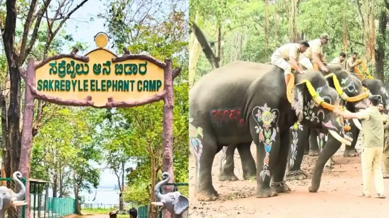 ಶಿವಮೊಗ್ಗದ ಸಕ್ರೆಬೈಲ್__ ಆನೆ ಬಿಡಾರದ ಚಿತ್ರ