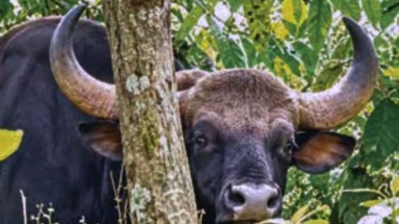 Injured Gaur Struggles for Two Days in Kalasa, Chikkamagaluru