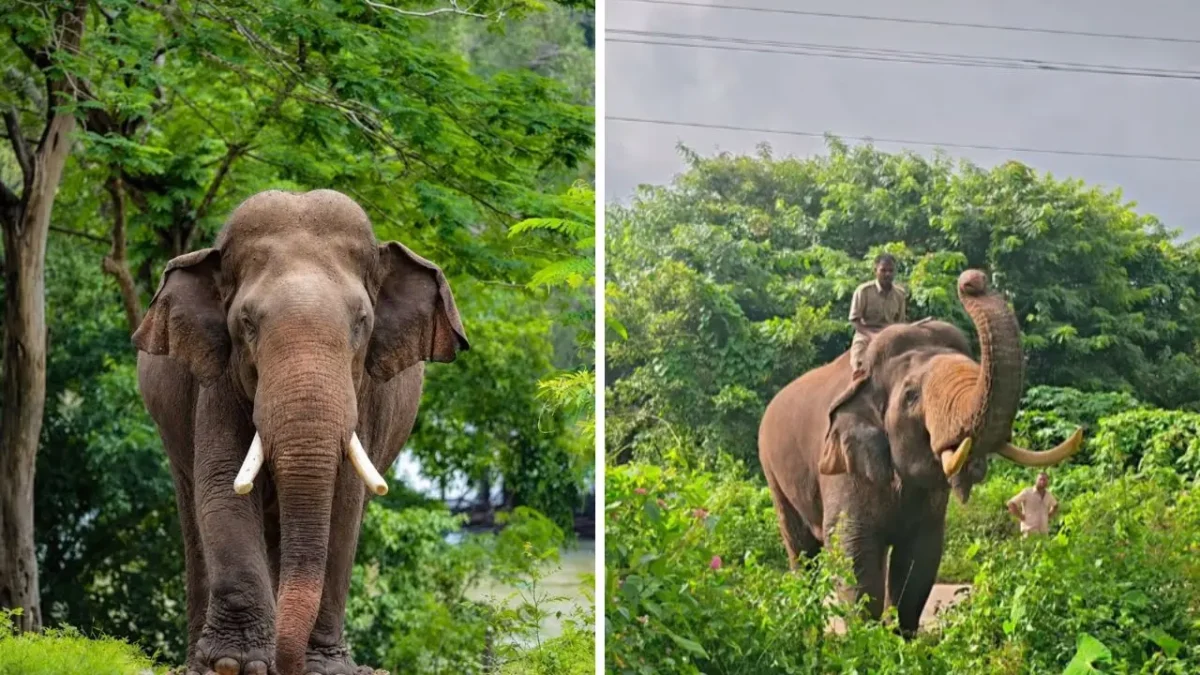 Mysuru Dasara Ambari Shivamogga-Origin Elephant Prashantha Selected