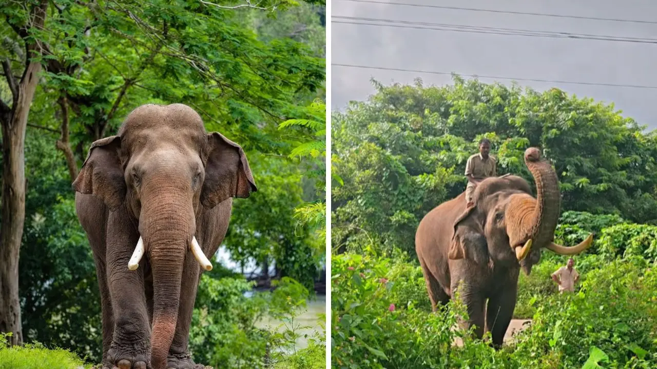 Mysuru Dasara Ambari Shivamogga-Origin Elephant Prashantha Selected