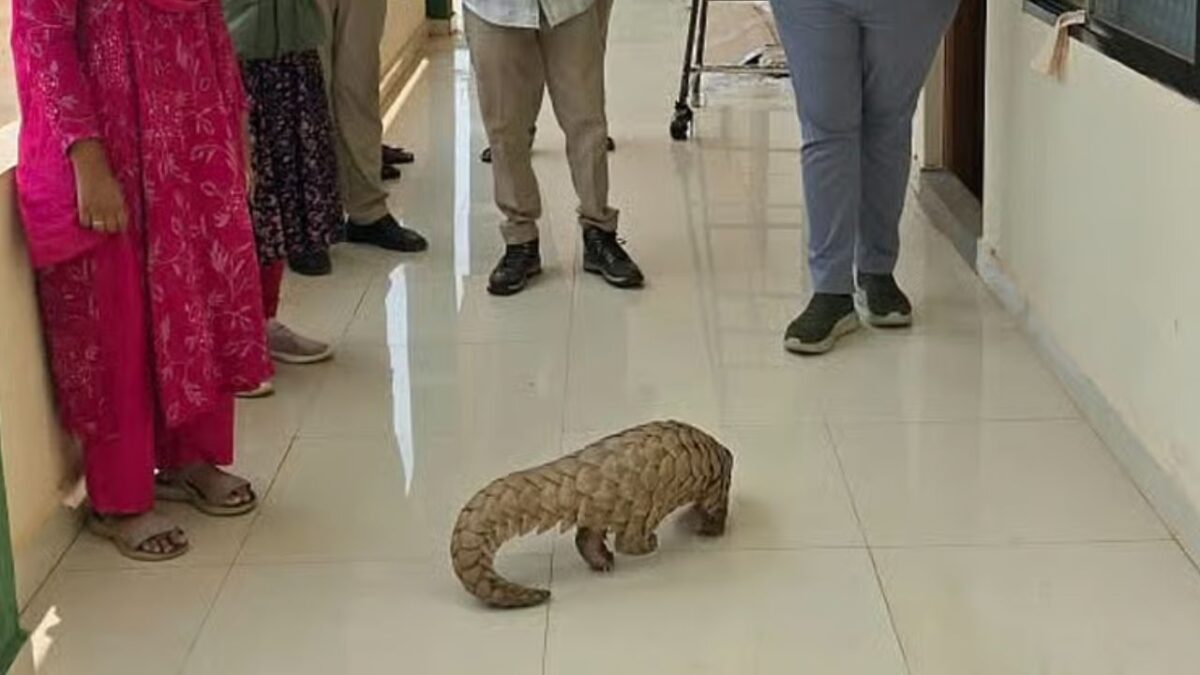 Pangolin Rescued Near Travellers Bungalow in Haveri
