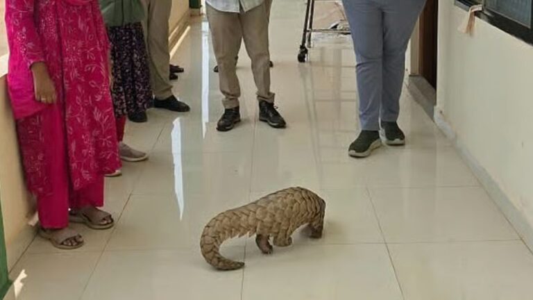 Pangolin Rescued Near Travellers Bungalow in Haveri
