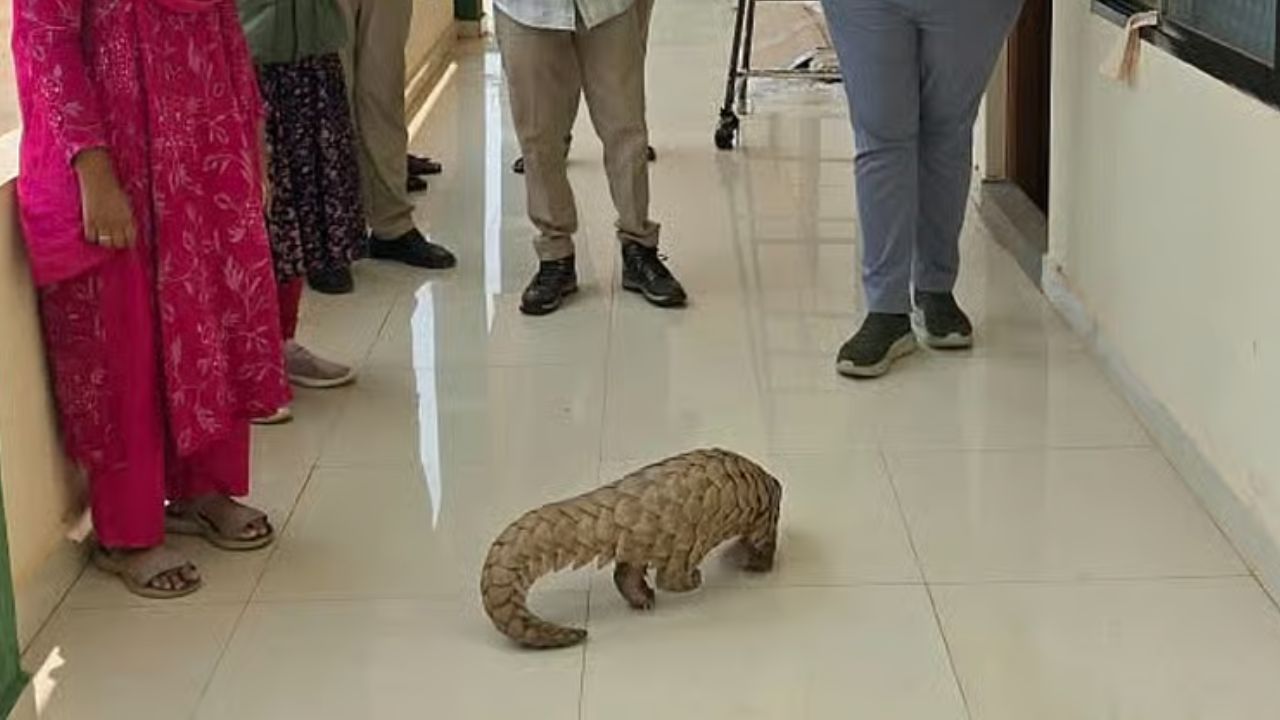 Pangolin Rescued Near Travellers Bungalow in Haveri