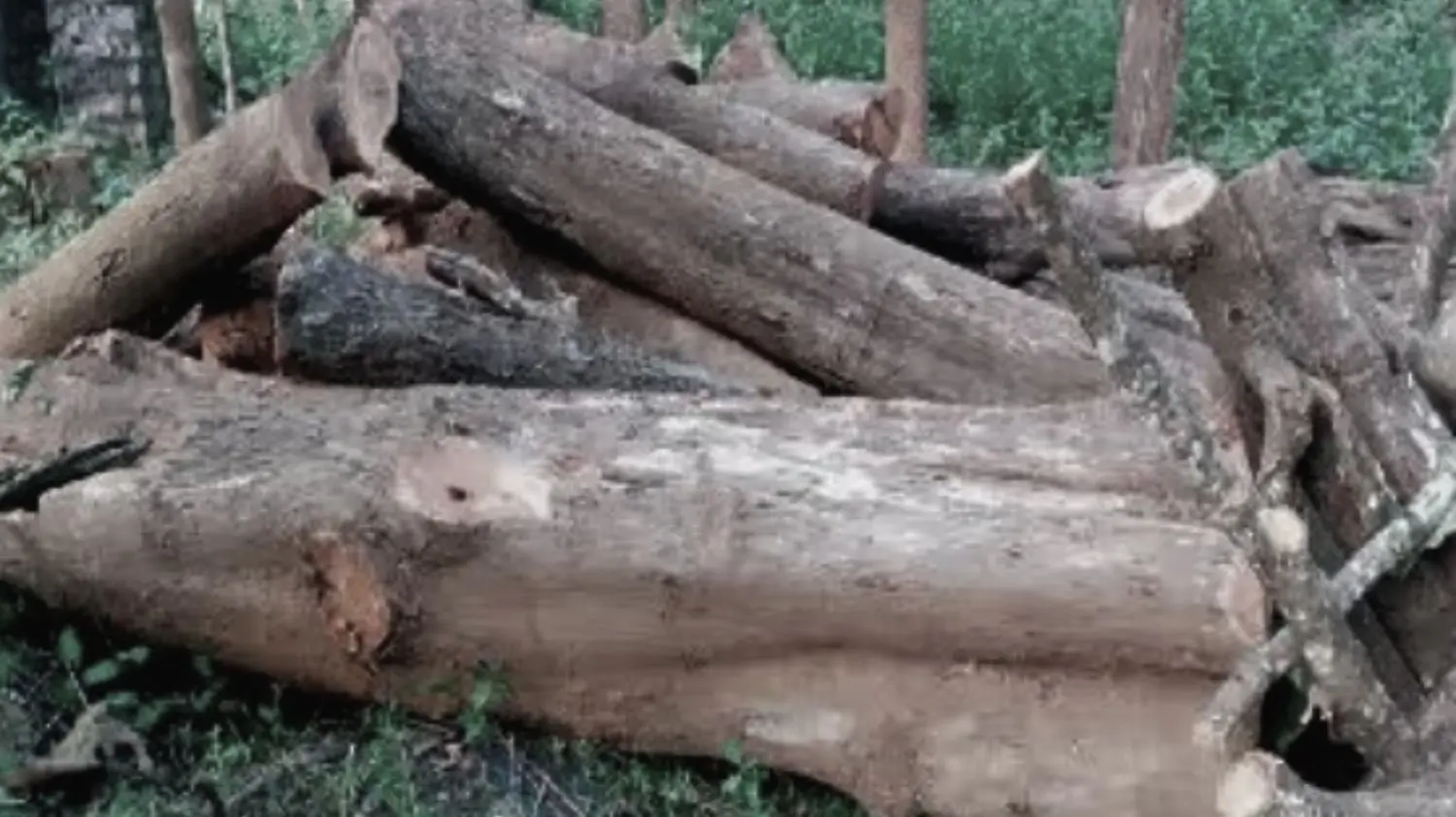 Ripponpet Teak Wood Worth Rs 4 Lakh Seized in Belandur