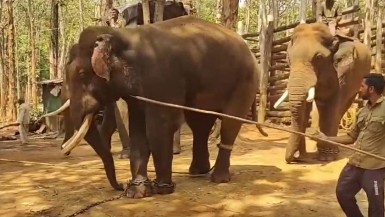 Shaurya Elephant Dies at Sakrebailu Elephant Camp in Shivamogga