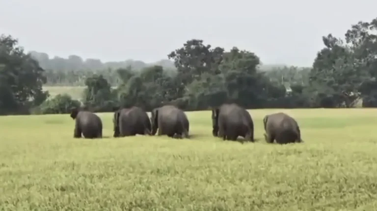 Wild Elephant Movement Near Gauthamapura and Tyagarthi, Shivamogga