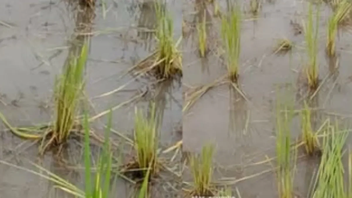 Wild Elephant Spotted in Mallandur Near Agumbe, Paddy Crop Damaged