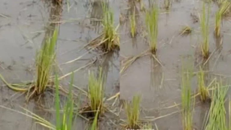 Wild Elephant Spotted in Mallandur Near Agumbe, Paddy Crop Damaged