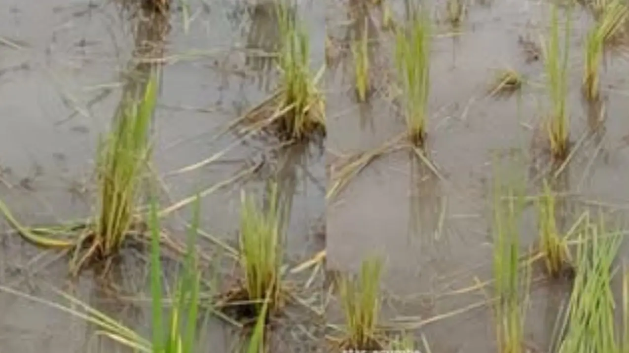 Wild Elephant Spotted in Mallandur Near Agumbe, Paddy Crop Damaged
