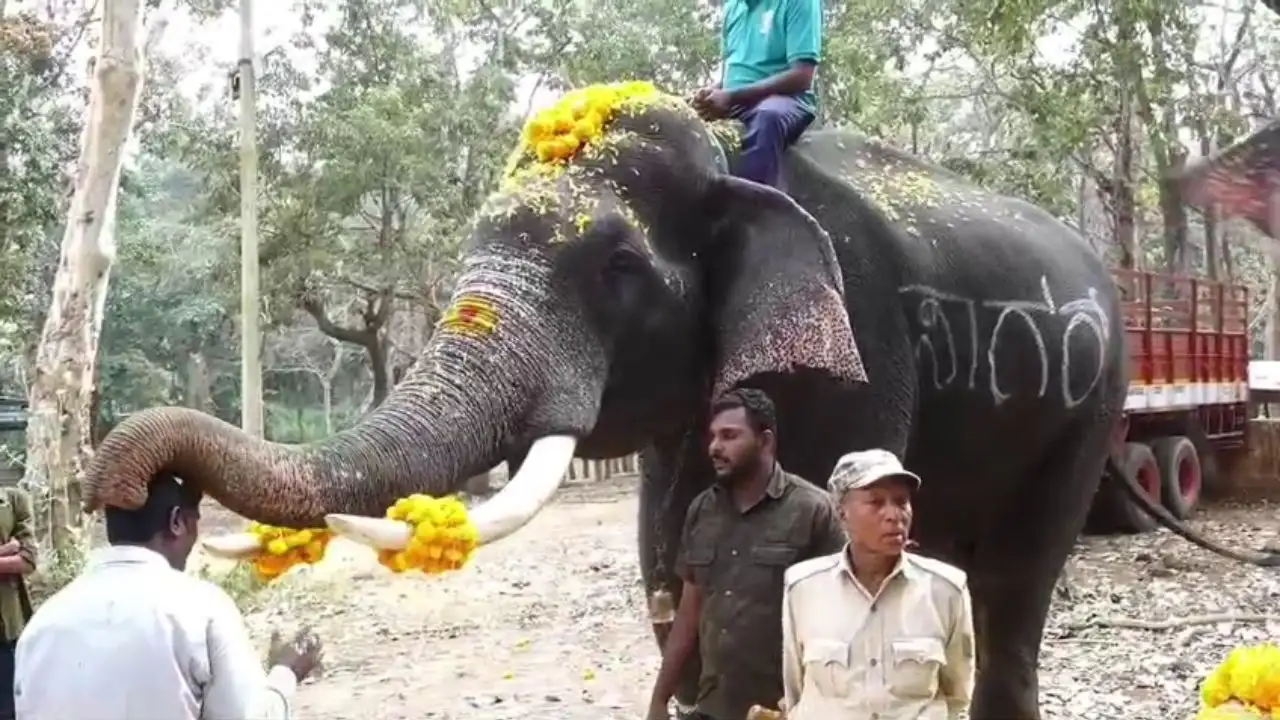ಶಿವಮೊಗ್ಗಕ್ಕೆ ಬರಲು ಸಜ್ಜಾದ ಆನೆಗಳು