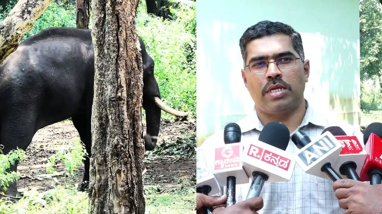 ಸಕ್ರೆಬೈಲು ಆನೆ ಶೌರ್ಯ ಸಾವಿಗೆ ಕಾರಣ ತಿಳಿಸಿದ ಅಧಿಕಾರಿಗಳು