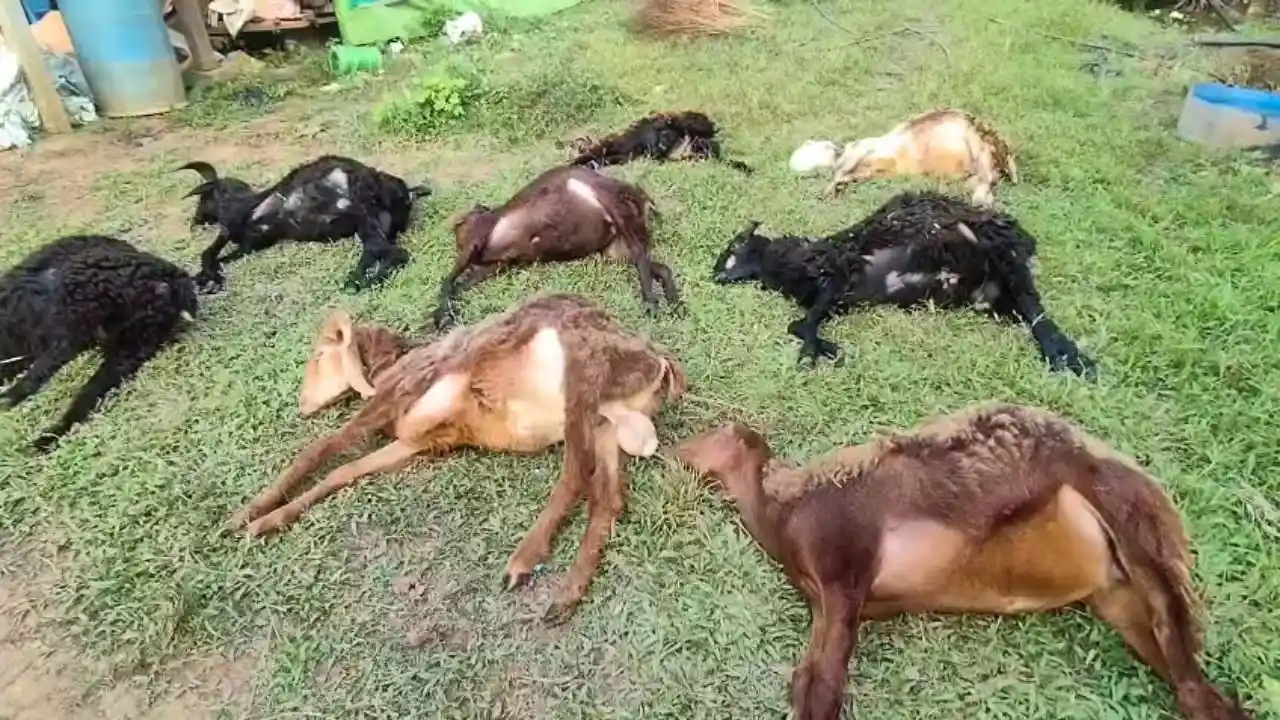 ಸೊರಬಾದಲ್ಲಿ ಸಿಡಿಲು ಬಡಿದು ಕುರಿಗಳು ಸಾವು